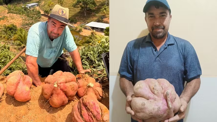 Agricultor colhe batata-doce gigante com técnica que aprendeu com os avós: 'Influência da lua'